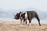 BOSTON TERRIER 417